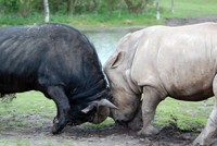 Trận chiến cực căng giữa trâu rừng với tê giác