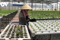 Mục tiêu tăng số lượng hợp tác xã, kinh tế tập thể khoảng 18% vào năm 2025.