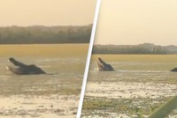 Cận cảnh cá sấu khổng lồ dài hơn 4 m "lạnh lùng" săn con mồi