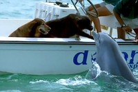 Bất ngờ xuất hiện từ dưới lòng đại dương, hành động của chú cá heo khiến tất cả mọi người phải ngỡ ngàng