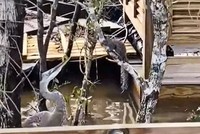 Chưa kịp ăn mừng vì sống sót sau cơn bão, chú sóc gặp ngay phải "tai họa chết người"