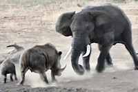 Bị voi "điên" tấn công, tê giác mẹ liều mình chống trả để bảo vệ con