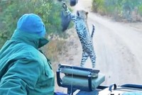 Đoàn khách sợ "hết hồn" vì gặp phải pha phục kích đến từ báo hoa mai