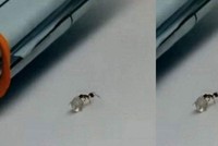 Đạo chích "siêu nhỏ" táo tợn trộm kim cương