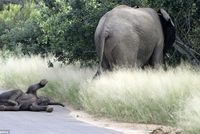 Làm đủ trò ăn vạ nhưng không ăn thua.