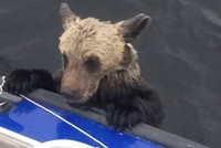 Khuôn mặt phờ phạc của con gấu khi suýt chút nữa thì chết đuối.