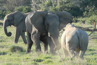 Hùng hổ tấn công đàn voi châu Phi, con tê giác nhận phải cái kết ê chề