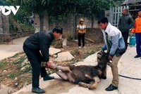 Tỉnh Điện Biên đã có hơn 90 con gia súc bị chết do ảnh hưởng của rét đậm, rét hại.