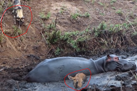 Ranh giới mong manh giữa bạn và kẻ thù trong tự nhiên hoang dã