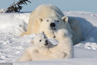 Mệt mỏi vì phải canh chừng lũ nhóc nghịch ngợm, gấu mẹ ngủ gục lúc nào không hay. Ảnh: Brian Matthews.