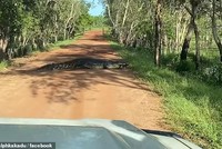 Chỉ có thể thấy ở Úc: Cá sấu khổng lồ "thản nhiên" băng qua đường như đi chợ