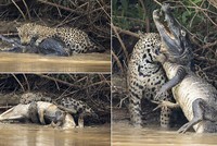 Tinh tế và dũng mãnh, báo đốm giành chiến thắng thuyết phục trước cá sấu khổng lồ 