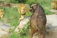 Liên quân 3 con sư tử đực thiện chiến vây bắt trâu rừng châu Phi
