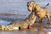 Tranh giành miếng mồi ngon, sư tử đại chiến cá sấu