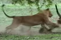 Khi kẻ đi săn bị săn bởi "chúa tể của muôn loài"