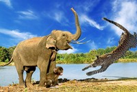 Kịch tính hơn cả phim hành động, đàn voi liều mình giải cứu khỉ con khỏi móng vuốt báo đốm