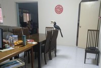 Mặc dù làm khách nhưng tự nhiên còn hơn cả chủ. Nguồn: Facebook/hoxiangtian.