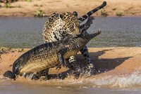 Chiến thuật săn mồi chuẩn xác như trong sách giáo khoa, báo đốm chỉ dùng một chiêu hạ gục cá sấu caiman