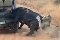 Bị đàn sư tư săn đuổi, con trâu hoảng loạn húc tung xe của khách du lịch