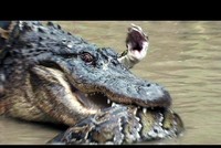 Trận chiến căng não giữa hai "kỳ phùng địch thủ" trăn khổng lồ và cá sấu 