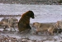 Gấu xám tử chiến với đàn sói 4 con chỉ vì "chiếc bụng đói"