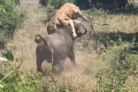 Khi sa cơ lỡ vận, sư tử "cay đắng" chịu cảnh bị trâu rừng tấn công, lùa chạy như vịt