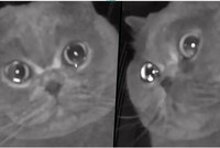 Mèo cưng rưng rưng nước mắt khi bị chủ nhân bỏ lại một mình