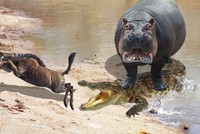 Kịch tính như phim hành động, đàn hà mã liên thủ tấn công đàn cá sấu để giải cứu con linh dương đầu bò