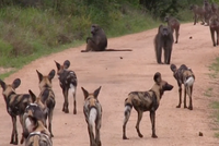 Bang hội tranh đấu: Khi đàn chó hoang thiện chiến "va" phải đàn khỉ đầu chó hung hăng