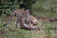 Báo hoa mai suýt bỏ mạng vì chọn trăn đá châu Phi khổng lồ làm con mồi đi săn