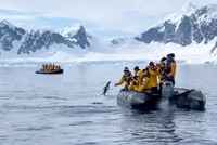 Cuống cuồng vì bị "biệt đội" cá voi sát thủ săn đuổi, chú chim cánh cụt nhanh trí nhảy thẳng lên thuyền của du khách để lánh nạn