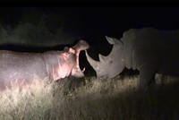 Con hà mã "lầy lội" đi chọc tức đàn tê giác, nhận ngay bài học đắt giá