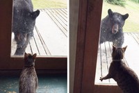 Gấu hoang tò mò định lẻn vào nhà dân bị mèo cưng dọa cho chạy "mất dép"