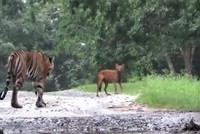 Hổ Bengal đua tốc độ cùng sói đỏ, nhận cái kết hài hước