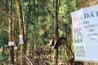 Cơn sốt đi qua, sự vắng lặng trở lại.