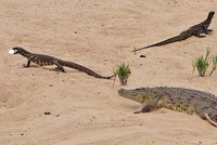 Nhiệm vụ bất khả thi: Kỳ đà trộm trứng của cá sấu