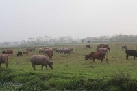 Đồng ruộng tại xã Phú Xuân, huyện Bình Xuyên rộng hàng trăm ha, phần lớn bị bỏ hoang. (Ảnh: Nguyễn Trọng Lịch/TTXVN).