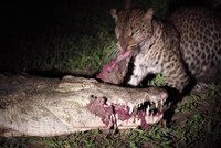 Con báo hoa mai dũng cảm nhất quả đất, "cả gan" đi cướp cả miếng thịt trong miệng con cá sấu khổng lồ