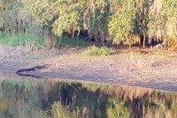 Con cá sấu kiên nhẫn nằm quan sát đàn lợn rừng.