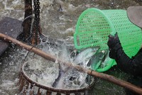 AAM mới tự chủ được 50% nguyên liệu đầu vào. Ảnh: Dũng Minh.