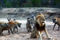 Chúa sơn lâm thể hiện bản lĩnh giữa vòng vây của 20 con linh cẩu khát máu