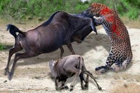 Linh dương đầu bò liều mình quyết chiến báo hoa mai giải cứu con nhỏ