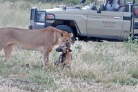 "Giả chết như thật" con chó hoang nhanh trí thoát chết nanh vuốt của sư tử