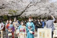 Hoa anh đào nở rộ tại Tokyo, Nhật Bản, ngày 27/3/2021. (Ảnh: Kyodo/TTXVN).