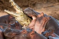 Ông vua đầm lầy - cá sấu bị đàn hà mã điên cuồng "làm gỏi"