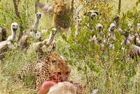 Trắng trợn cướp con mồi từ báo săn, bầy kền kền bị "nghiệp quật" ngay tức thì