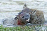 Linh cẩu cấu xé, tìm mọi cách dìm chết đồng loại của mình