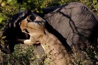 Sư tử săn voi và cái giá của việc chọn sai con mồi