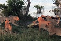 Tham miếng thịt thừa, cá sấu suýt phải bỏ mạng trước móng vuốt của bầy sư tử