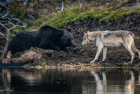 Ảnh nguồn: Seth Royal Kroft.